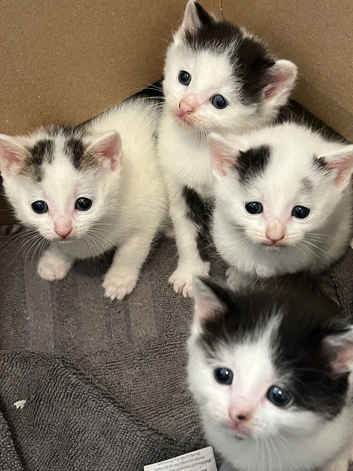 Kittens