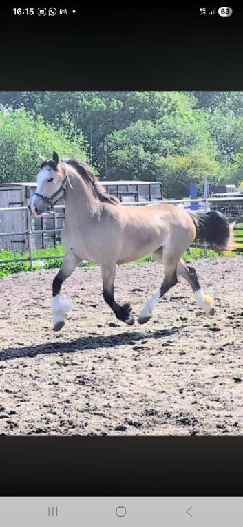 Beautiful quality welsh D dun mare