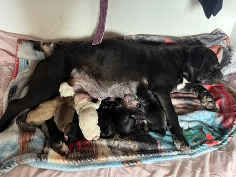 Boston Terrier X French Bulldog
