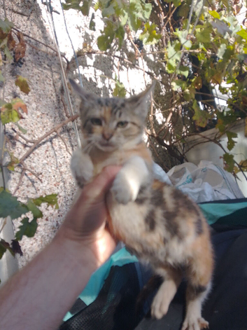 Kitten s Maine coon cross