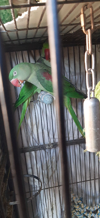 Alexandrine pari King birds