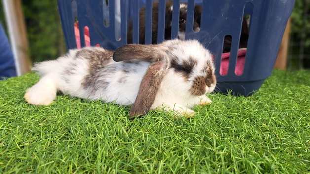 French lop cross giant continental