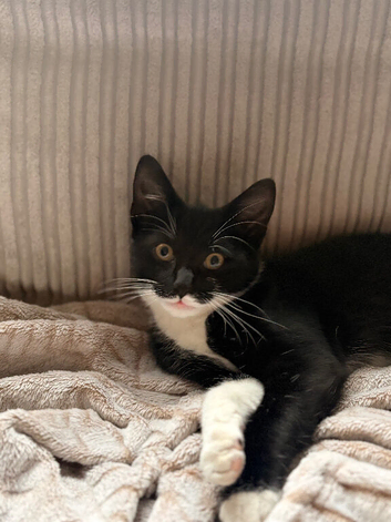 15 week old female