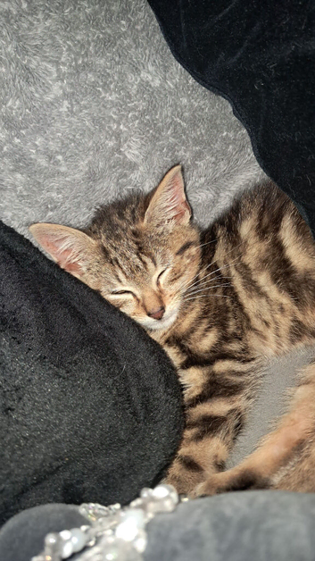 Bengal kitten to rehome