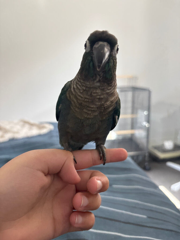 Hand tamed voilet conure