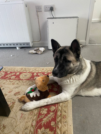 Adorable American Akita