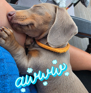 ️REDUCED ️ LAST ONE! Mini daxie isabella and tan