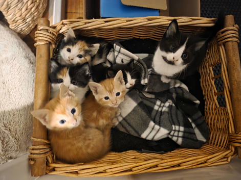 Female Ginger kitten. Calico kitten