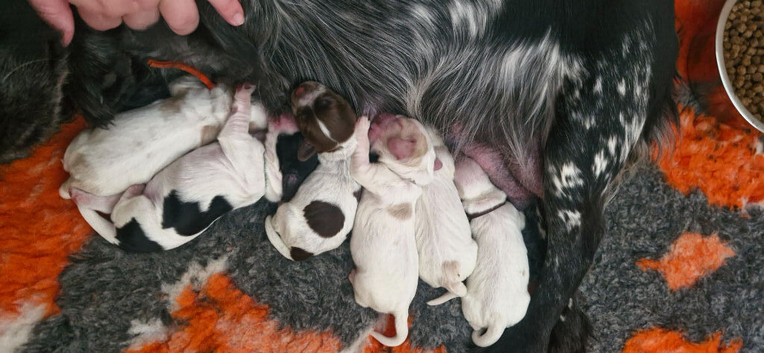 kc cocker pups