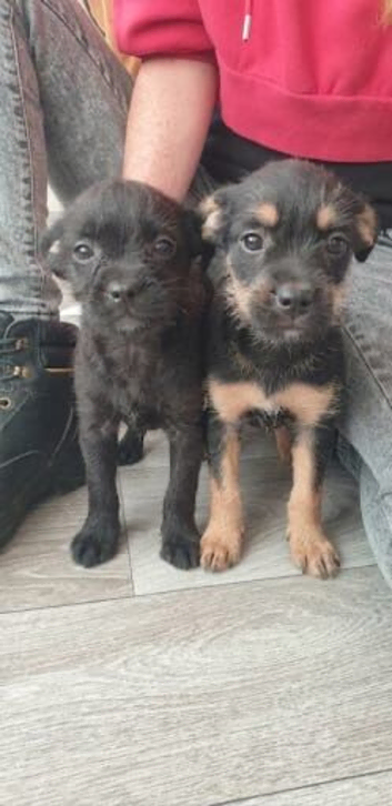 Fox Terrier x French Bulldog