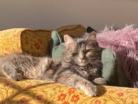 3 beautiful Maine coon mix kittens