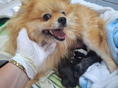 Beautiful pomeranian pups just born!!