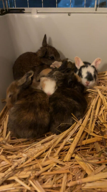 baby bunnies