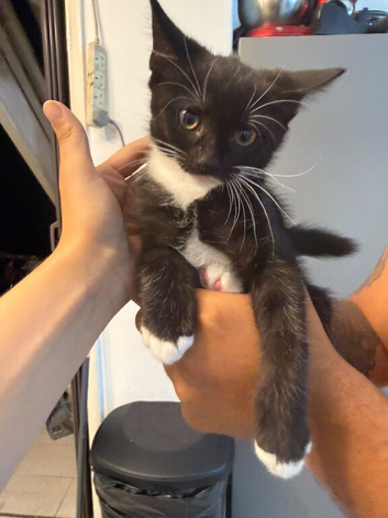 Black and white kitten male