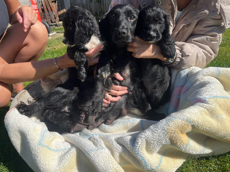 Cocker spaniel pups