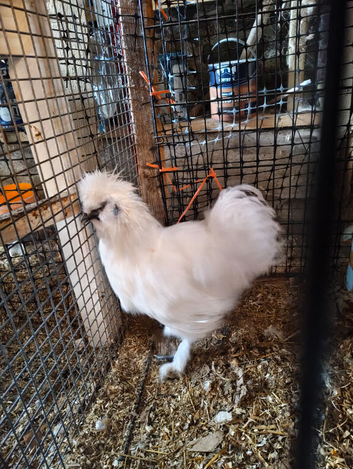 Pair young silkies