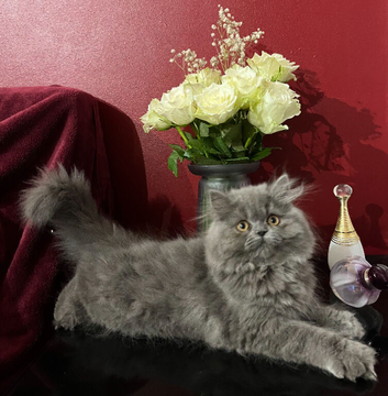 Stunning Blue Persian Girl, fully vaccinated Ready 8th October