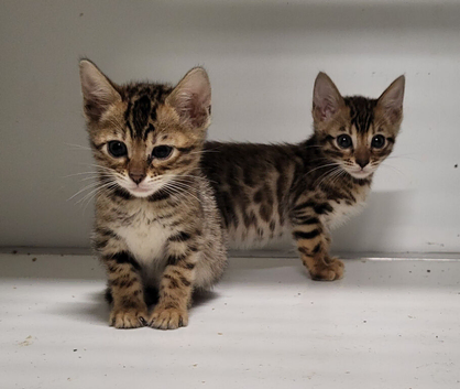 Stunning pure bengal kittens Peterborough