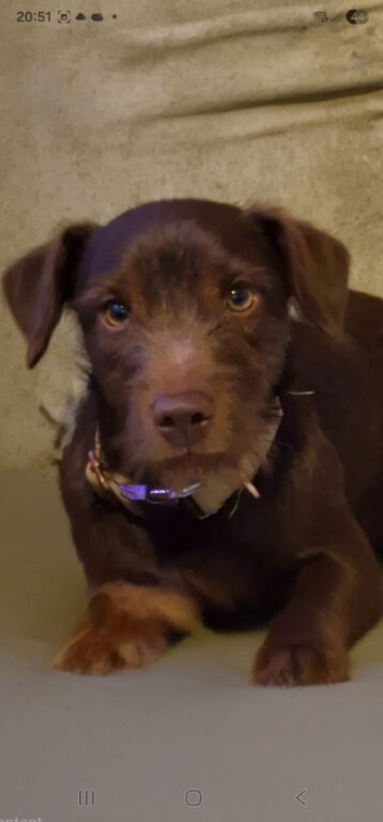 Chocolate Brown Patterdale Terrier for stud!