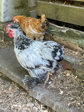 So pretty Pekin boy ... with a smidge of Silkie!