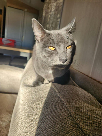 1.5 years old beautiful neutered male