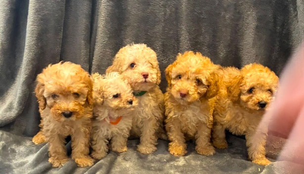 Toy poodles ready now