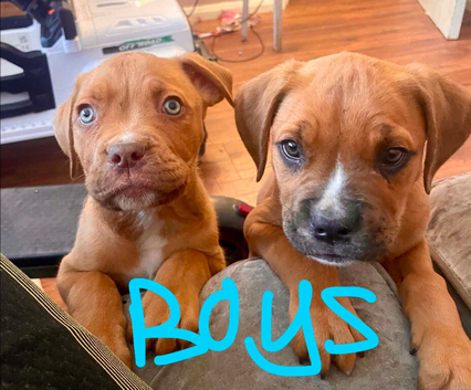 American Bulldog pups