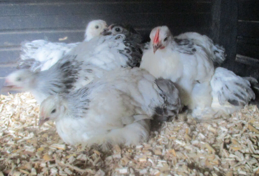 Beautiful Columbian, Silver/Black Pekin Pullets( Guaranteed Female)