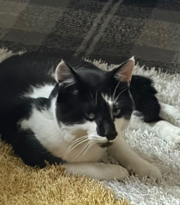Beautiful Male Cat