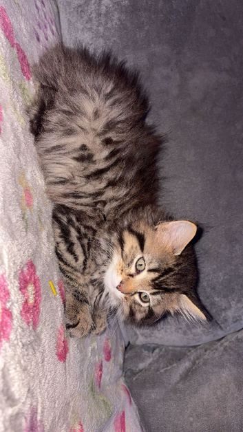 2 Xl Maine coon kittens