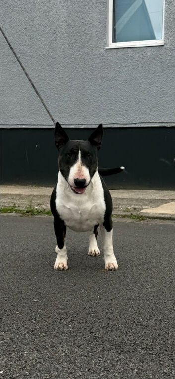 Black Brindle & White