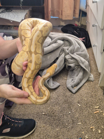 Snakes