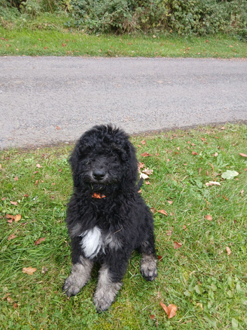 Beautiful fluffy Labradoodle