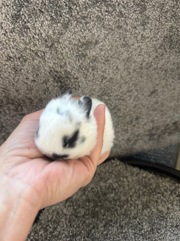 Netherland dwarf babies