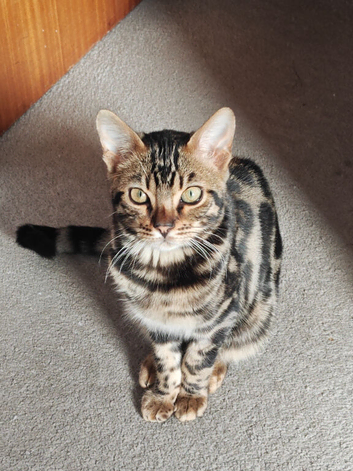 6-Month-Male-Bengal - Neutered, microchipped & Vaccinated