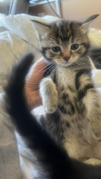 Maine coon mix bengal kitten