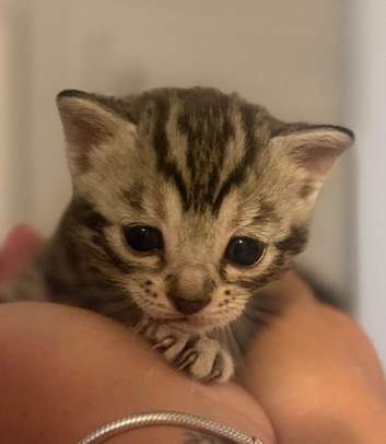 4 beautiful part bengal kittens