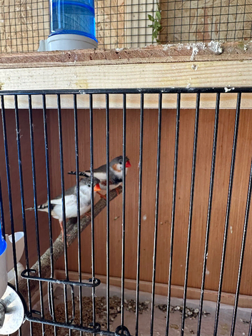 A pair finch for sale