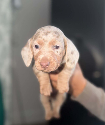 Beautiful mini dachshund