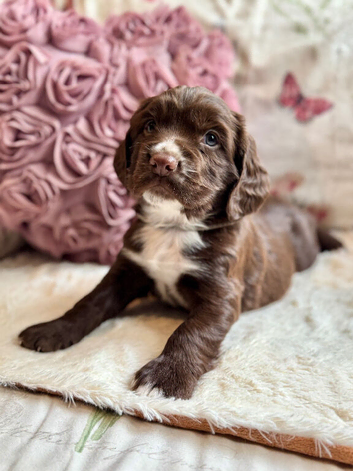Gorgeous Sprocker Spaniel pups