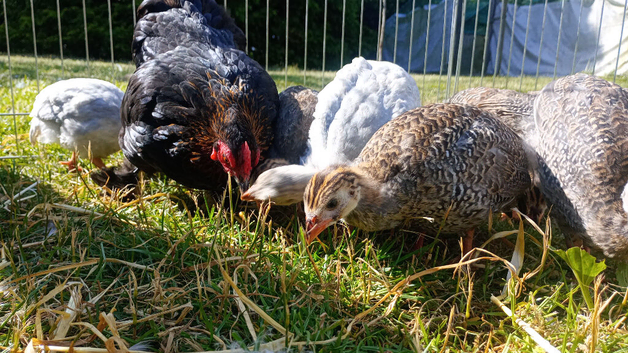 7 lovely young Guinea Fowl