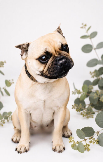 Female pure bred pug