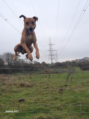 Exprienced active only dog home needed