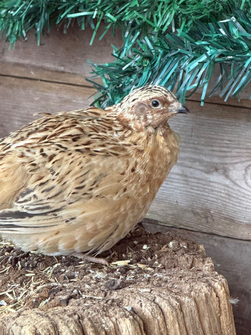 Male quail