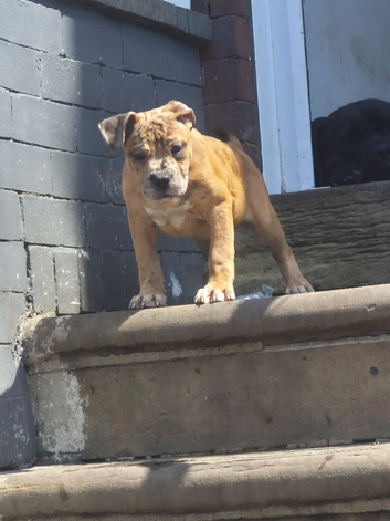 Cane corso mix puppies