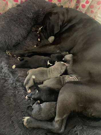 Puppie's