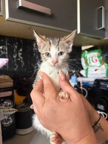 Female 10 Week Tortoise Shell Kitten for Sale