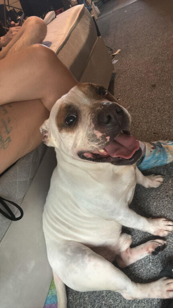 2 year old male staffie