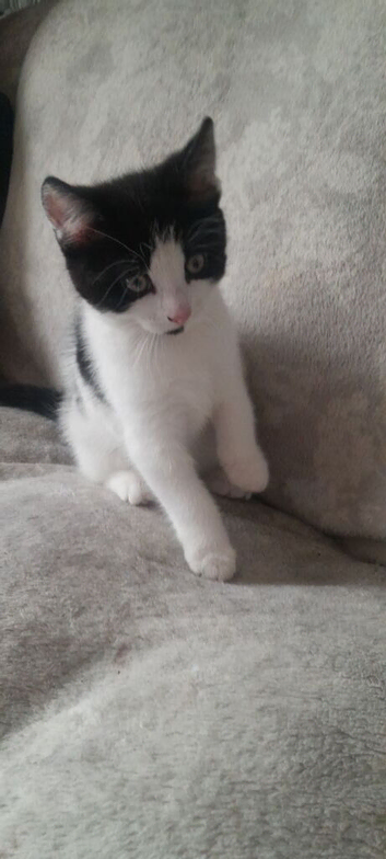 Kitten for sale