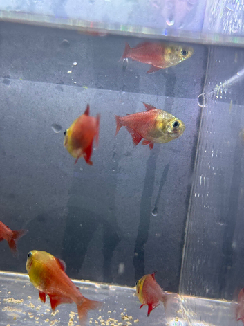 Tropical fish&rsquo;s for sale many type